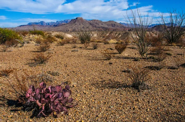 Opuntia makrocentra, Mor dikenli armut kaktüsü, Big Bend Ulusal Parkı