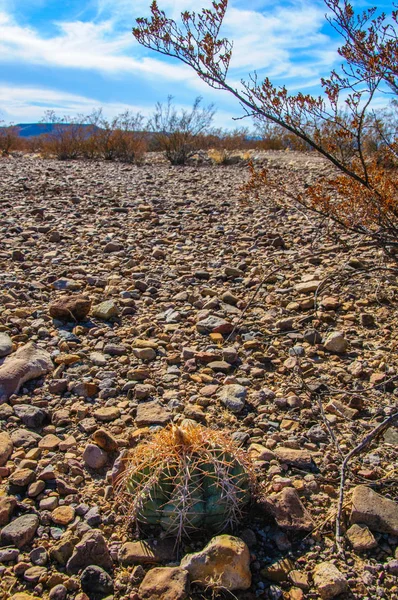 Kartal pençeleri (ya da Türk kafası) kaktüs, Echinocactus yatay olarak Teksas Çölü 'nde Big Bend Ulusal Parkı' nda