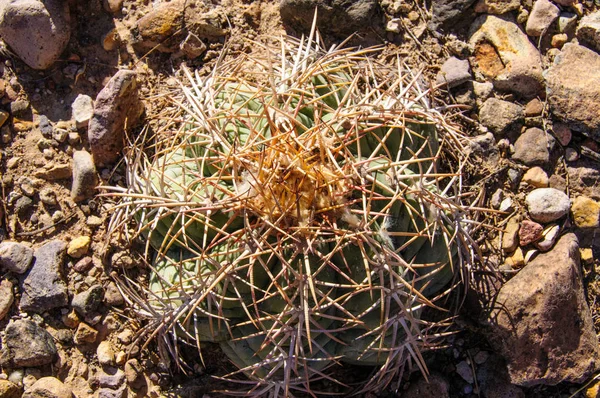 Kartal pençeleri (ya da Türk kafası) kaktüs, Echinocactus yatay olarak Teksas Çölü 'nde Big Bend Ulusal Parkı' nda