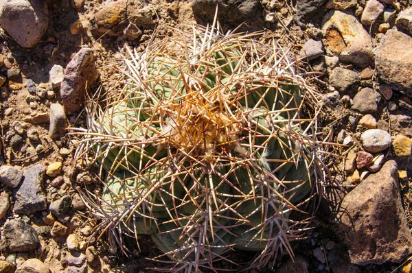 Garras Águia Cabeça Turco Cacto Echinocactus Horizonthalonius Deserto Texas Big — Fotografia de Stock
