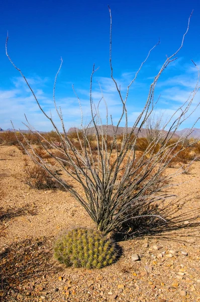 Cacti Big Bend National Park Рослина Восьминогів Fouquieria Spendens Echinocereus — стокове фото