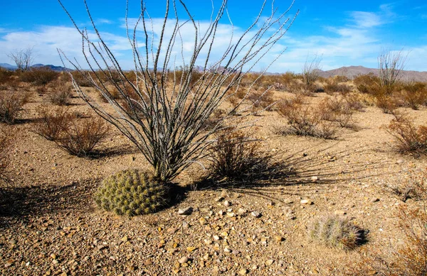Big Bend Ulusal Parkı 'nın kaktüsü. Ocotillo bitkisi, Fouquieria splendens, Echinocereus stramineus: Çilek kirpi kaktüsü, Teksas Çölü 'ndeki Big Bend Ulusal Parkı' nda saman renkli kirpi.. 