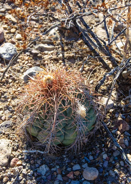 Echinocactus horizonthalonius, Turk 'ün baş kaktüsü Big Bend Ulusal Parkı' ndaki Teksas Çölü 'nde.
