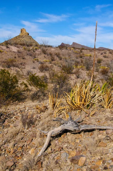 Taş çöl, Teksas 'taki dağlarda çöl manzarası Big Bend Ulusal Parkı, kaktüs ve çöl bitkileri.