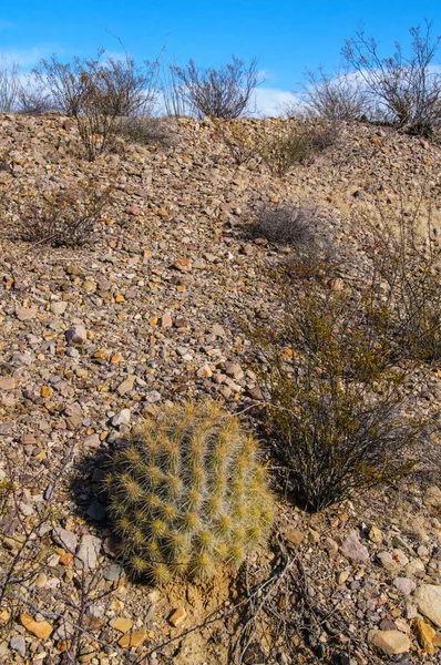 Big Bend Ulusal Parkı 'nın kaktüsü. Echinocereus stramineus: Çilekli kirpi kaktüsü, Big Bend Ulusal Parkı 'ndaki Teksas Çölü' nde saman renkli kirpi.. 