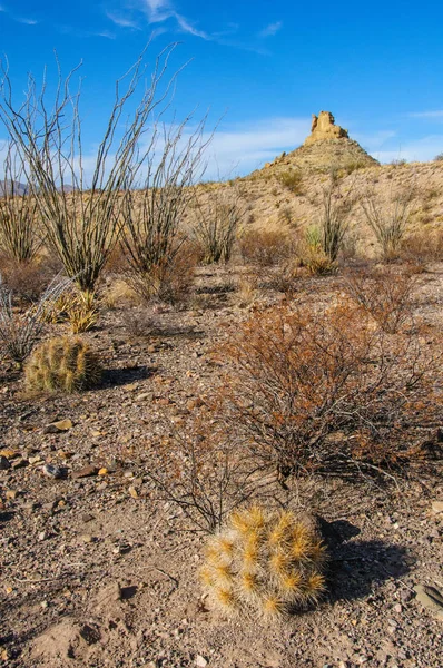 Taş çöl, Teksas 'taki dağlarda çöl manzarası Big Bend Ulusal Parkı, kaktüs ve çöl bitkileri.
