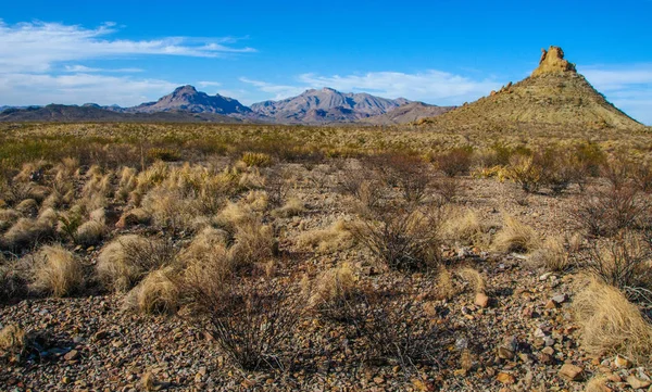Taş çöl, Teksas 'taki dağlarda çöl manzarası Big Bend Ulusal Parkı, kaktüs ve çöl bitkileri.
