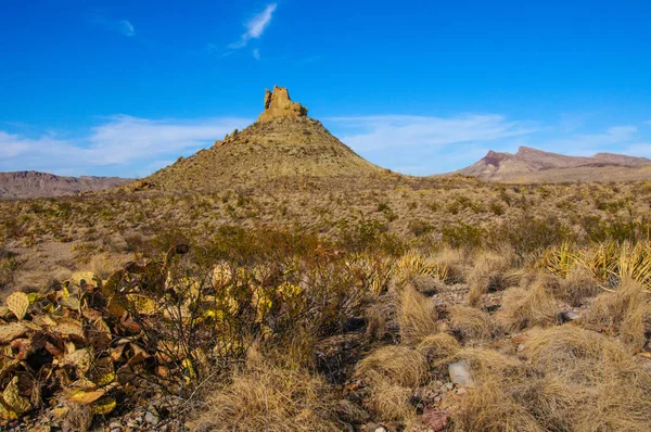 Taş çöl, Teksas 'taki dağlarda çöl manzarası Big Bend Ulusal Parkı, kaktüs ve çöl bitkileri.