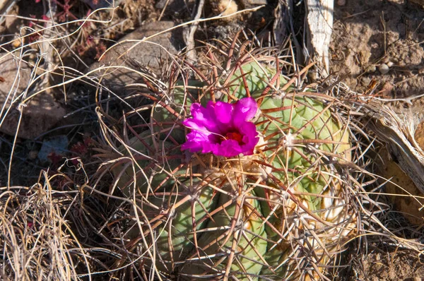 Echinocactus 'un çiçeği, Türk baş kaktüsü Big Bend Ulusal Parkı' ndaki Teksas Çölü 'nde.
