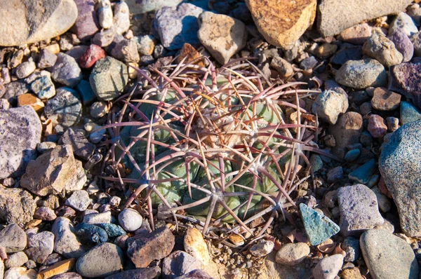 Echinocactus horizonthalonius, Turk 'ün baş kaktüsü Big Bend Ulusal Parkı' ndaki Teksas Çölü 'nde.
