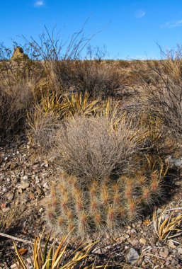 Big Bend Ulusal Parkı 'nın kaktüsü. Echinocereus stramineus: Çilekli kirpi kaktüsü, Big Bend Ulusal Parkı 'ndaki Teksas Çölü' nde saman renkli kirpi.. 