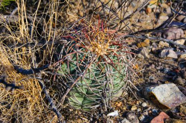 Echinocactus horizonthalonius, Turk 'ün baş kaktüsü Big Bend Ulusal Parkı' ndaki Teksas Çölü 'nde.