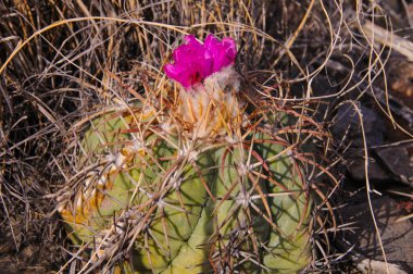 Echinocactus 'un çiçeği, Türk baş kaktüsü Big Bend Ulusal Parkı' ndaki Teksas Çölü 'nde.