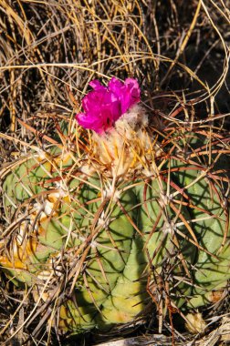 Echinocactus 'un çiçeği, Türk baş kaktüsü Big Bend Ulusal Parkı' ndaki Teksas Çölü 'nde.