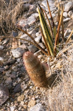 Big Bend Ulusal Parkı 'nın kaktüsü. Echinocereus pectinatus, Texas gökkuşağı kaktüsü, Teksas Eyaleti Vahşi Hayatı.