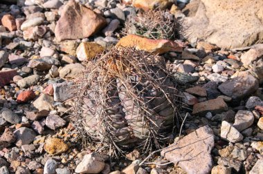 Kartal pençeleri (ya da Türk kafası) kaktüs, Echinocactus yatay olarak Teksas Çölü 'nde Big Bend Ulusal Parkı' nda