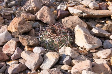 Kartal pençeleri (ya da Türk kafası) kaktüs, Echinocactus yatay olarak Teksas Çölü 'nde Big Bend Ulusal Parkı' nda