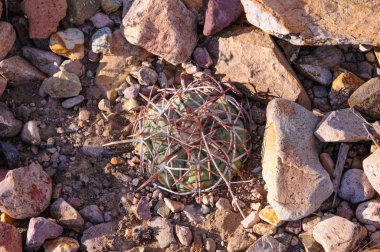 Kartal pençeleri (ya da Türk kafası) kaktüs, Echinocactus yatay olarak Teksas Çölü 'nde Big Bend Ulusal Parkı' nda