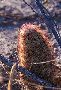 Big Bend Ulusal Parkı 'nın kaktüsü. Echinocereus pectinatus, Texas gökkuşağı kaktüsü, Teksas Eyaleti Vahşi Hayatı.