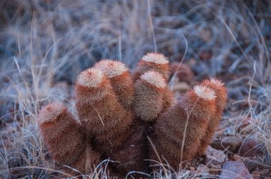 Big Bend Ulusal Parkı 'nın kaktüsü. Echinocereus pectinatus, Texas gökkuşağı kaktüsü, Teksas Eyaleti Vahşi Hayatı.