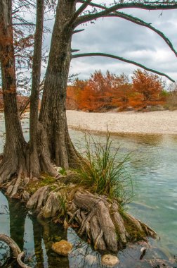 Nehrin kıyısında, Teksas 'ta, Garner State Park' ta, Usa 'da sularda büyüyen büyük bataklık selvisi kökleri.