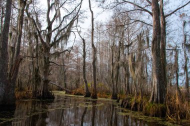 New Orleans, Louisiana 'da ağaçtan sarkan İspanyol yosunu.