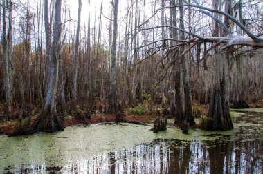 New Orleans, Louisiana 'da ağaçtan sarkan İspanyol yosunu.