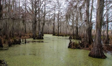 New Orleans, Louisiana 'da ağaçtan sarkan İspanyol yosunu.
