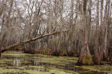 New Orleans, Louisiana 'da ağaçtan sarkan İspanyol yosunu.