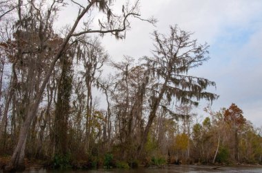 New Orleans, Louisiana 'da ağaçtan sarkan İspanyol yosunu.