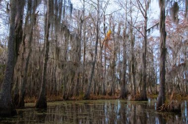New Orleans, Louisiana 'da ağaçtan sarkan İspanyol yosunu.