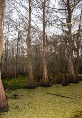 New Orleans, Louisiana 'da ağaçtan sarkan İspanyol yosunu.