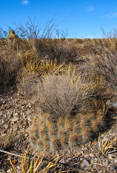 Big Bend Ulusal Parkı 'nın kaktüsü. Echinocereus stramineus: Çilekli kirpi kaktüsü, Big Bend Ulusal Parkı 'ndaki Teksas Çölü' nde saman renkli kirpi.. 