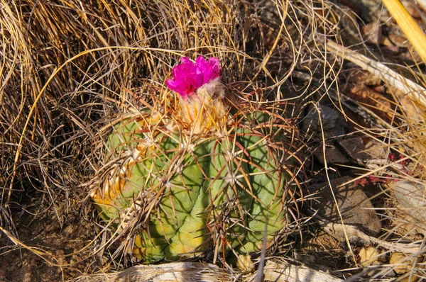 Echinocactus 'un çiçeği, Türk baş kaktüsü Big Bend Ulusal Parkı' ndaki Teksas Çölü 'nde.