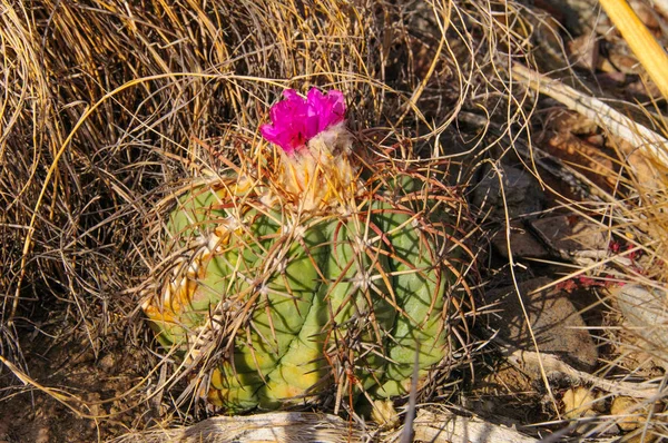 Квітка Echinocactus Горизонтальний Голова Турка Кактус Техаській Пустелі Національному Парку — стокове фото