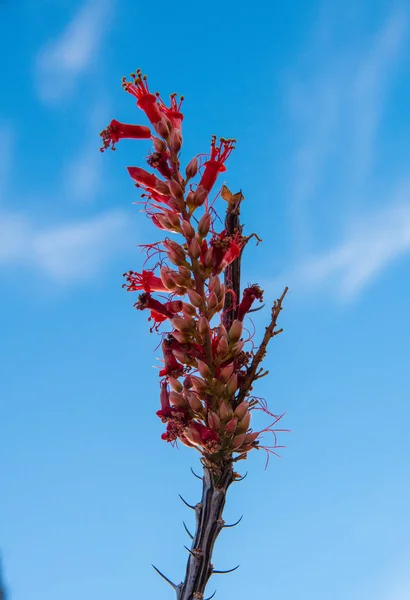 Flor Planta Ocotillo Fouquieria Splendens Deserto Chihuahuan Parque Nacional Big — Fotografia de Stock