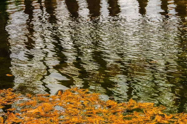 Блеск и отражение от стволов деревьев болот — стоковое фото