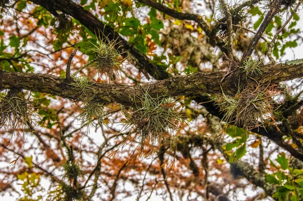 Flowering bushes of the epiphytic plant of Tillandsia on a tree — Stock Photo, Image