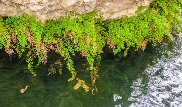 Zöld páfrány levelek nőnek a víz közelében a parton — Stock Fotó