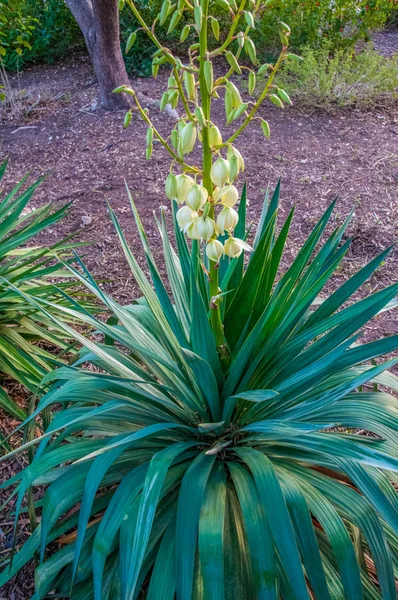 Blühende Pflanze Yucca. texas, garner state park, usa — Stockfoto