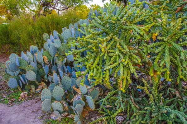 Suchá Poušť Skupina Pouštních Rostlin Pichlavých Hruškovitých Kaktusů Texas Usa — Stock fotografie