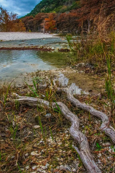 Große Wurzeln Der Moorzypresse Wachsen Wasser Ufer Des Flusses Texas — Stockfoto