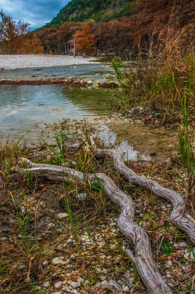 Grandi Radici Cipresso Paludoso Che Cresce Nell Acqua Sulle Rive — Foto Stock