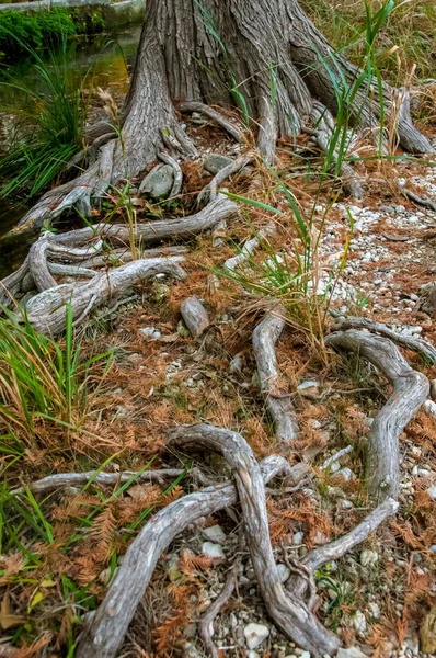 Grandes Raízes Cipreste Brejo Crescendo Água Nas Margens Rio Texas — Fotografia de Stock