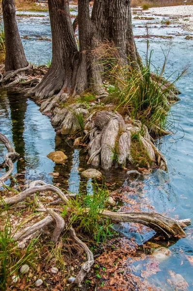 텍사스 공원인 텍사스주 강기슭에서 자라고 속에서 자라고 복어의 — 스톡 사진