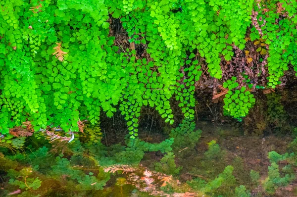 Hojas verdes de helecho que crecen cerca del agua en las orillas del —  Fotos de Stock
