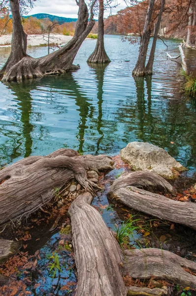 텍사스 공원인 텍사스주 강기슭에서 자라고 속에서 자라고 복어의 — 스톡 사진