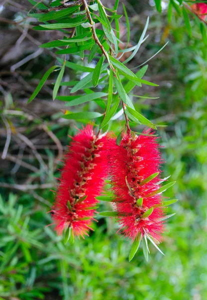 Lindas Flores Vermelhas Penduradas Árvore Até Nova Orleães Natureza Urbana — Fotografia de Stock