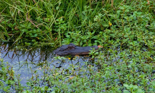 Vadamerikai Aligátor Egy Mocsárban Louisiana Mocsarában — Stock Fotó