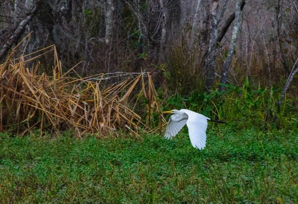 Birds Usa Une Grande Aigrette Blanche Vole Dessus Végétation Des — Photo